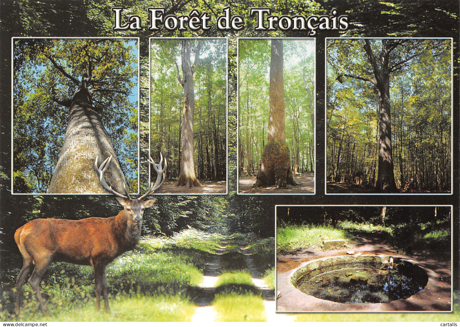 03-FORET DE TRONCAIS-N°3832-B/0205 - Other & Unclassified