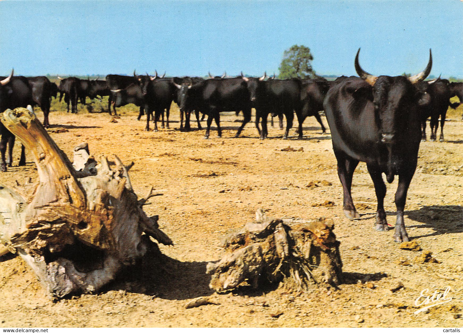 13-EN CAMARGUE-N°3833-C/0065 - Autres & Non Classés