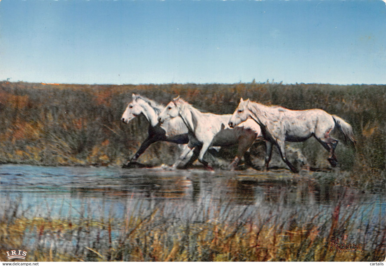 13-CAMARGUE-N°3835-C/0369 - Autres & Non Classés