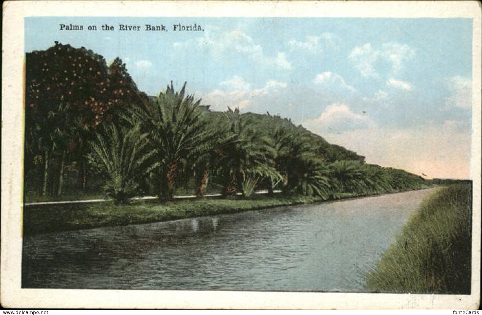 11328391 Florida Palms On The River Bank - Andere & Zonder Classificatie