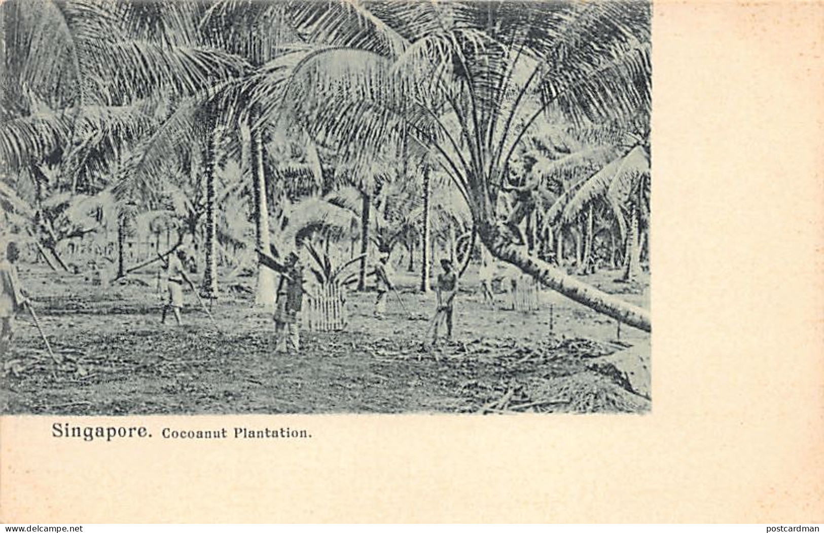 Singapore - Cocoanut Plantation - Publ. Unknown - Singapur