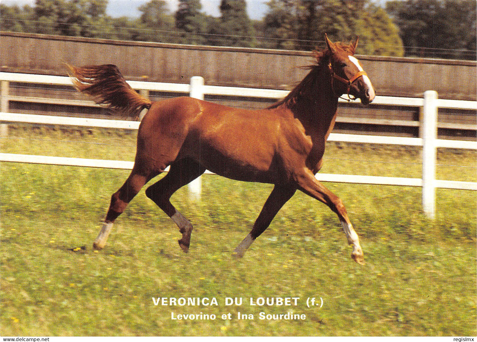 94-VINCENNES-VENTE DE YEARLINGS-N°581-D/0273 - Vincennes
