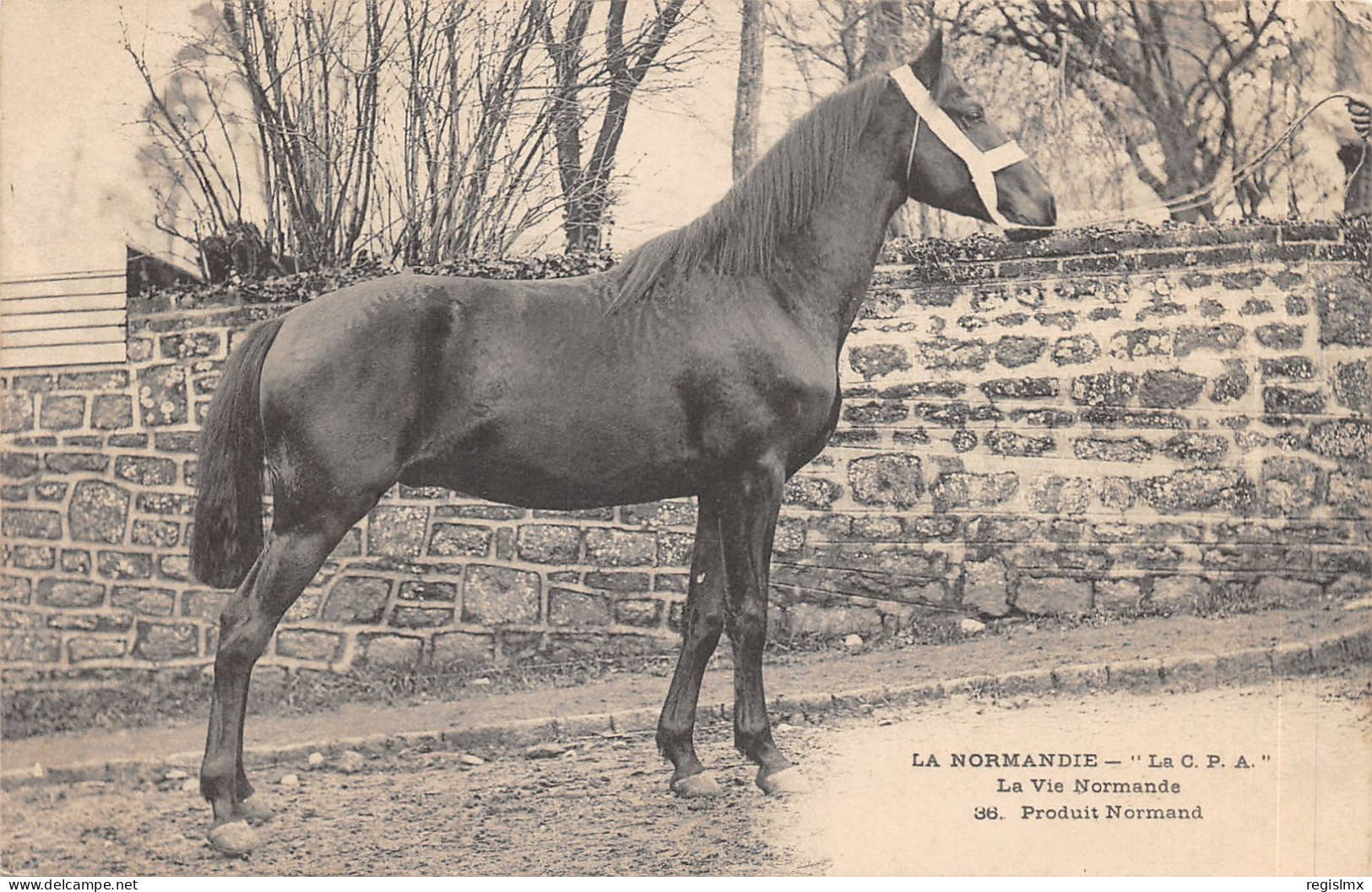 14-SCENE NORMANDE-ELEVAGE DE CHEVAUX-N°582-D/0303 - Other & Unclassified