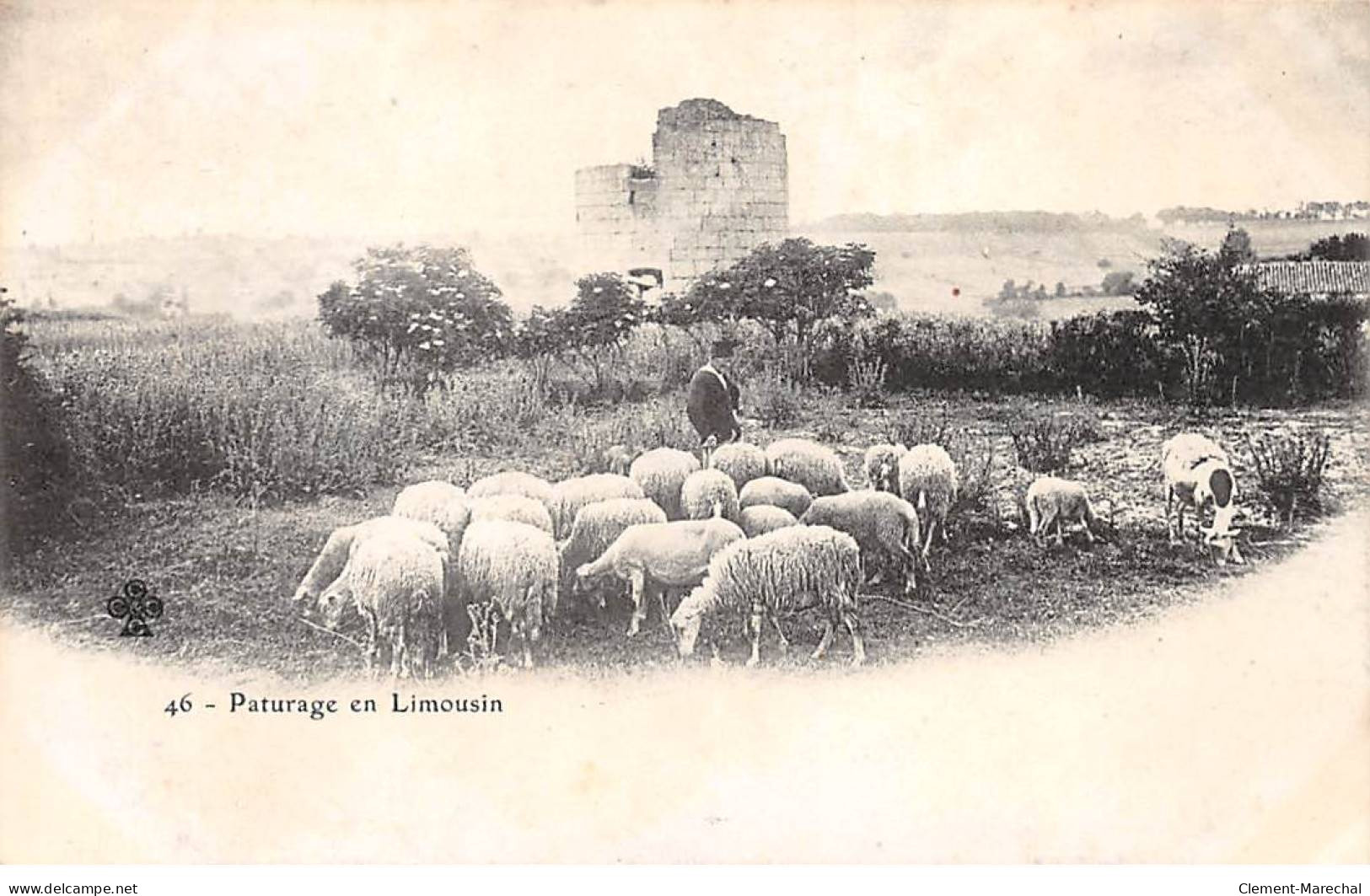 Pâturage En Limousin - Très Bon état - Other & Unclassified