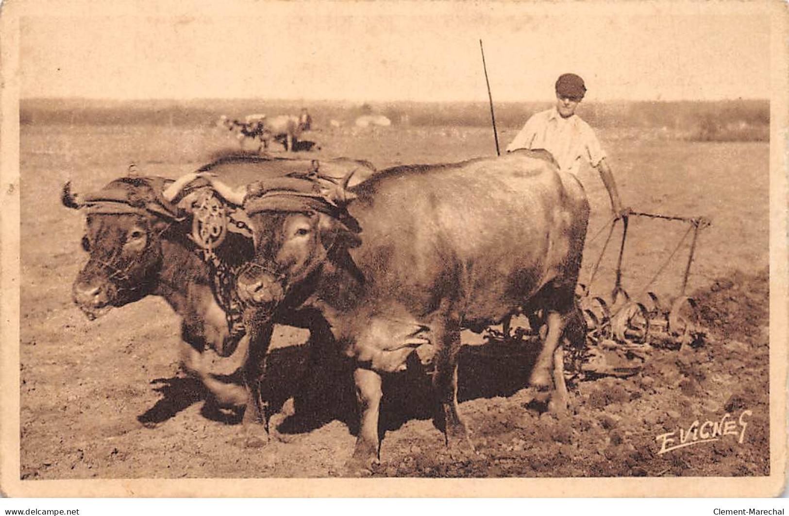 Paysages Landais - Attelage De Boeufs - Travaux Aux Champs - état - Sonstige & Ohne Zuordnung