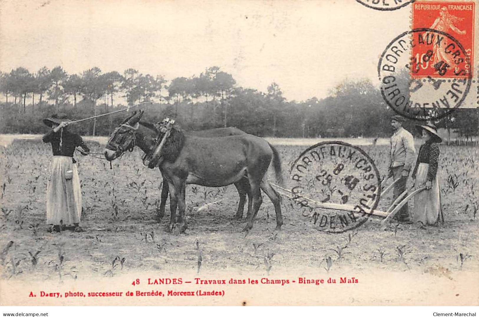 LANDES - Travaux Dans Les Champs - Binage Du Maïs - Très Bon état - Autres & Non Classés