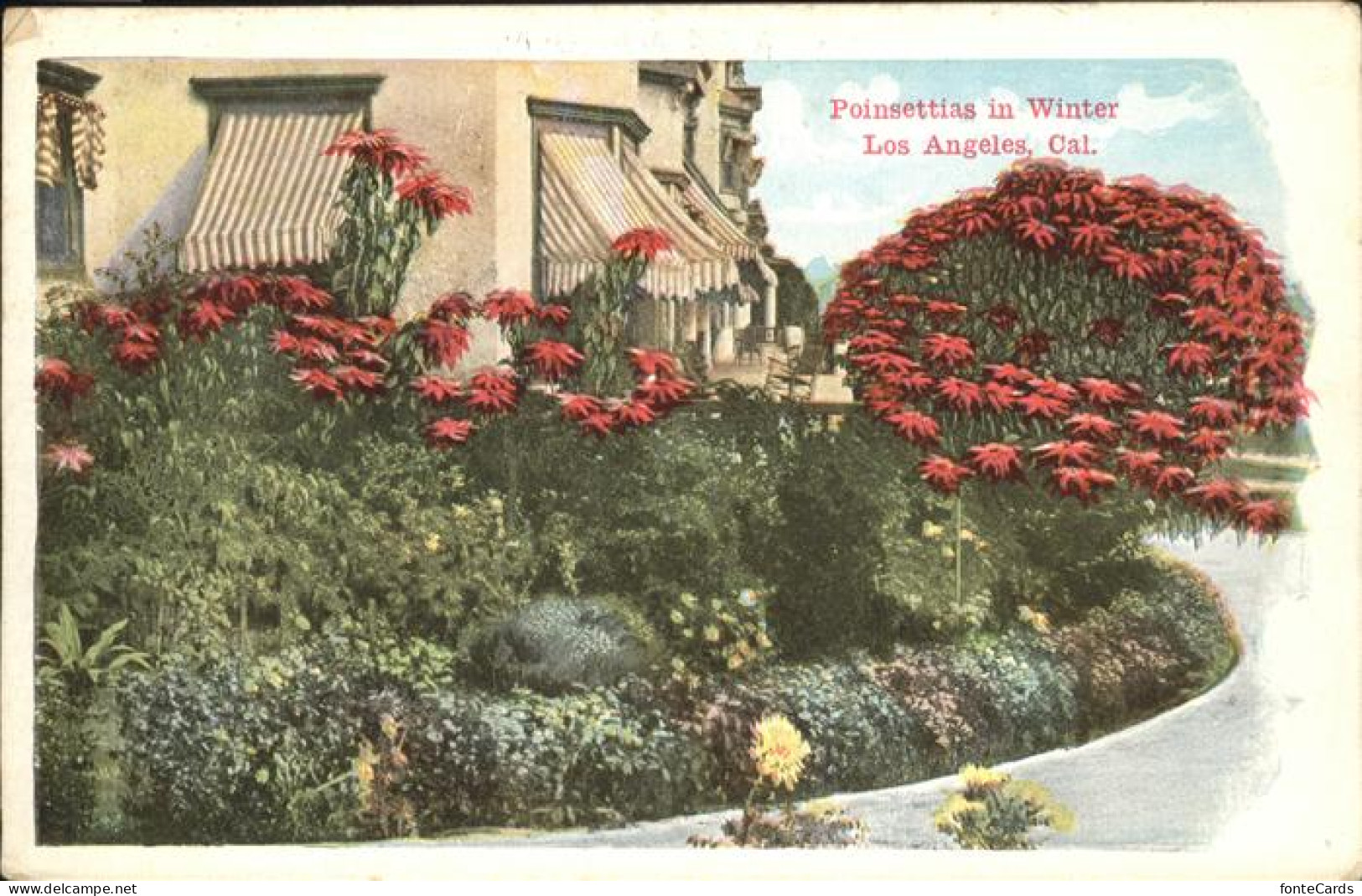 11322609 Los_Angeles_California Poinsettias In Winter - Andere & Zonder Classificatie