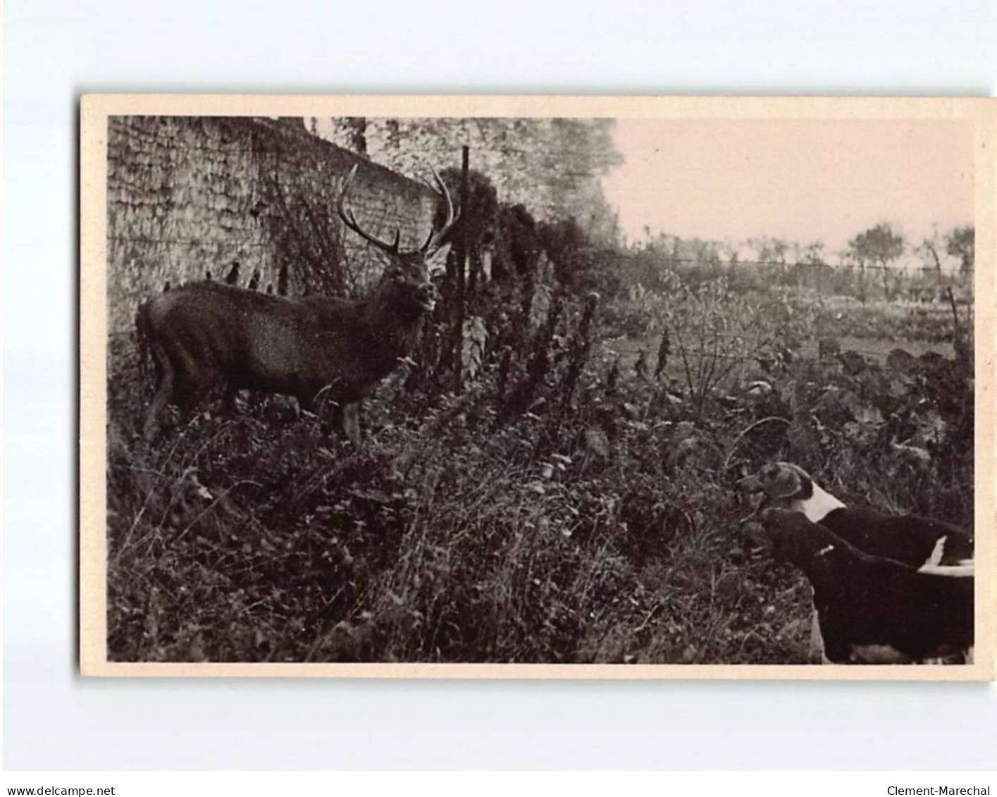 SALBRIS : Chasse à Courre En Sologne - Très Bon état - Salbris