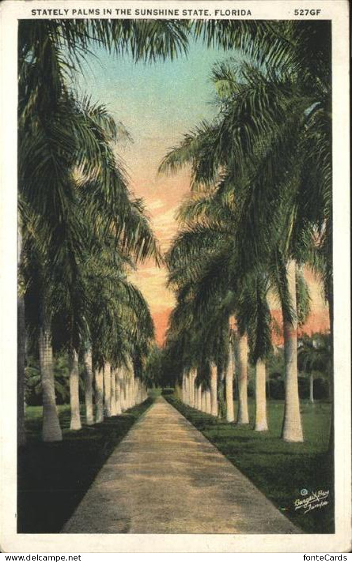 11322475 Florida Stately Palms In The Sunshine State - Other & Unclassified