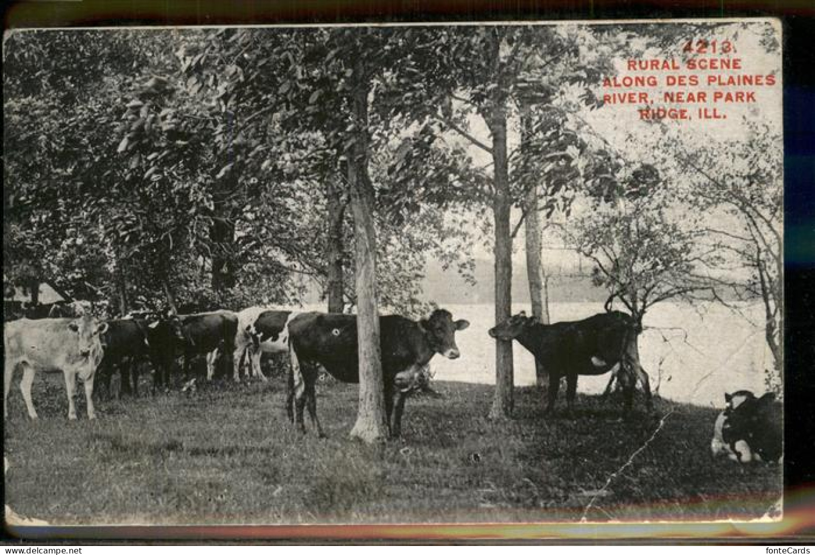 11321211 Park_Ridge_Illinois Rural Scene Plaines River  - Andere & Zonder Classificatie