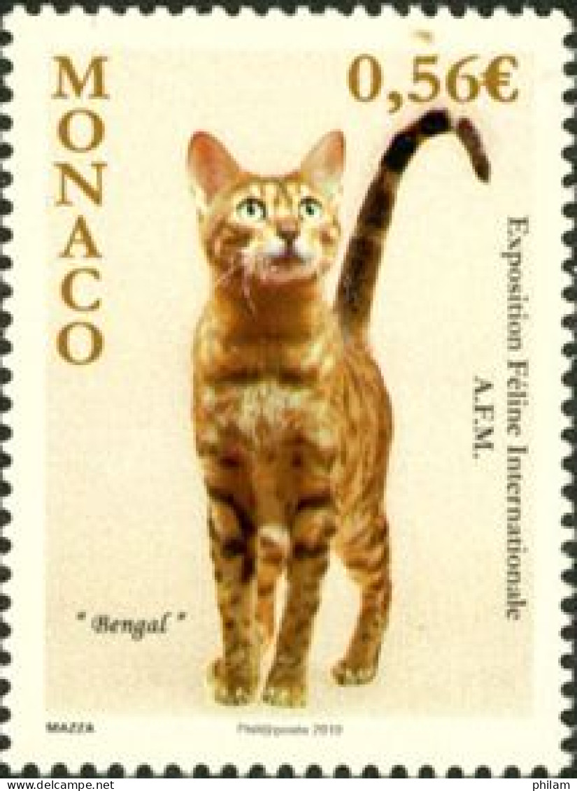 MONACO 2009 - Exposition Féline - Bengal - 1 V. - Domestic Cats