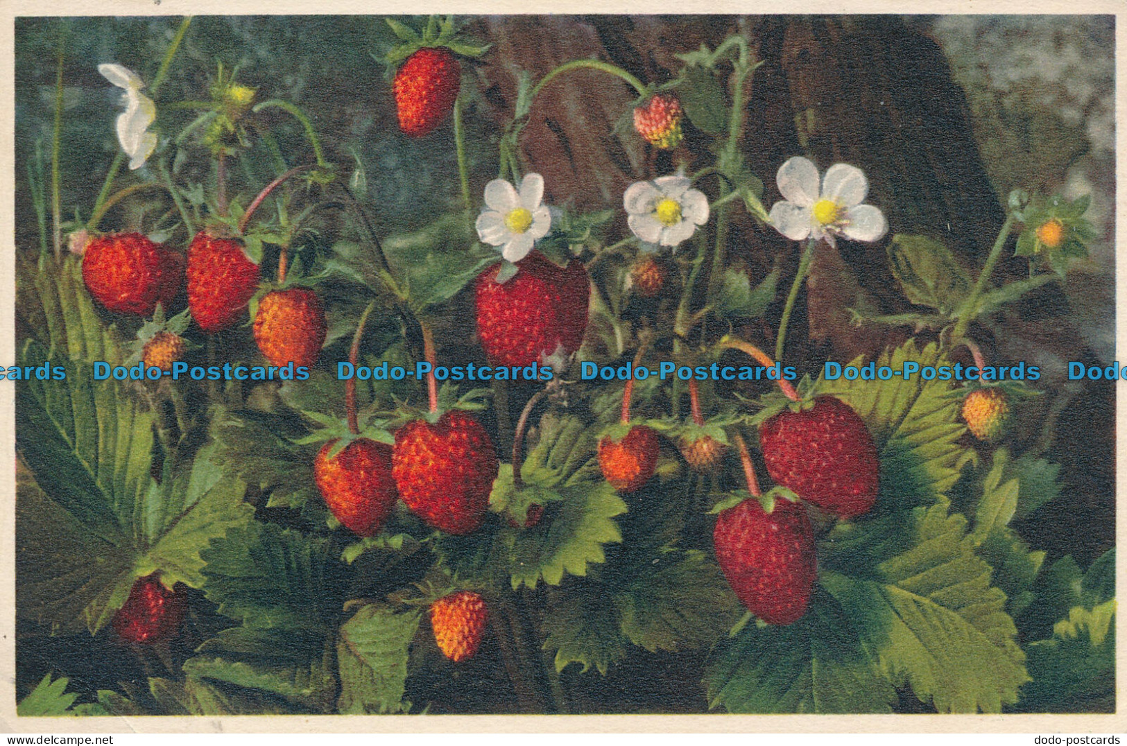 R089512 Wild Strawberry. Gyger. No 706 - World