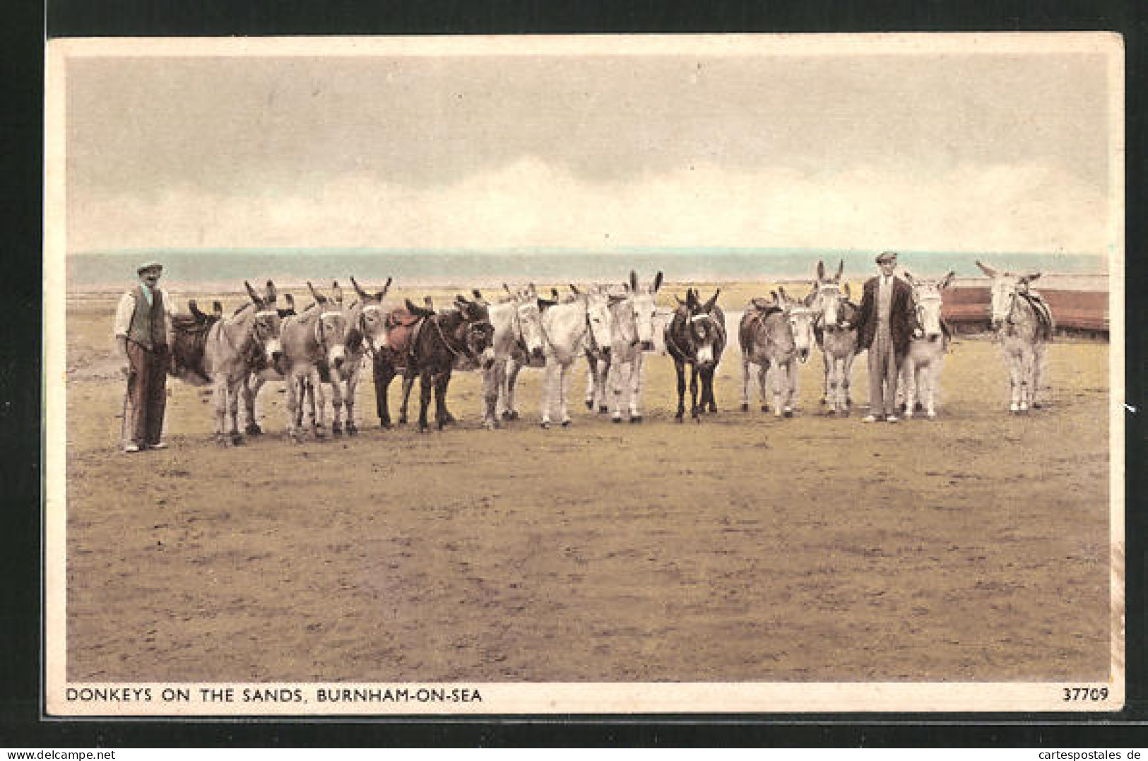 AK Burnham-on-Sea, Donkeys On The Sands, Esel Am Strand  - Esel