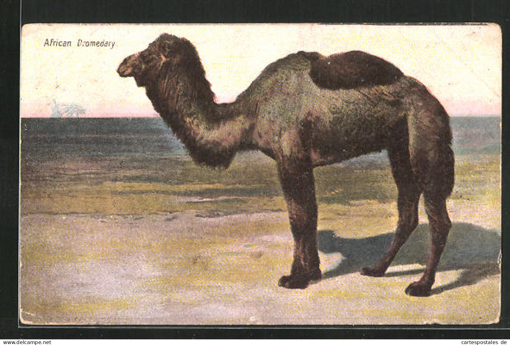 Künstler-AK African Dromedary, Afrikanisches Dromedar  - Autres & Non Classés