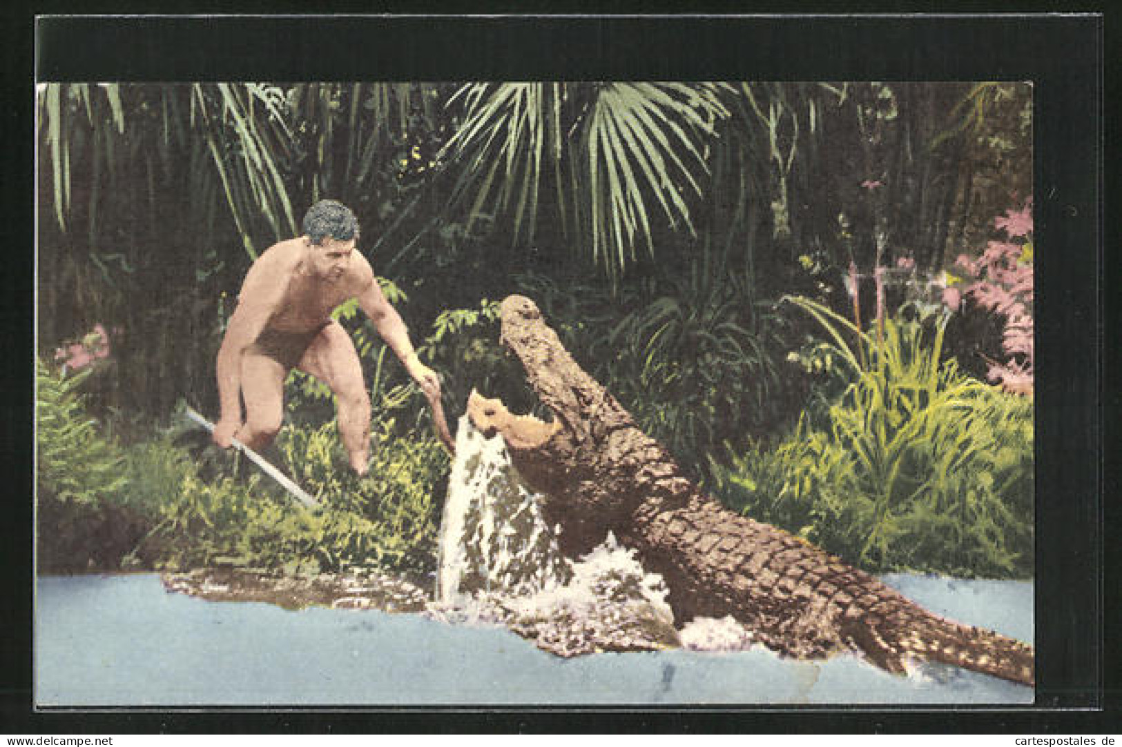 AK Silver Springs, Florida, Ross Allen`s Reptile Institute, Alligator Greift An  - Altri & Non Classificati