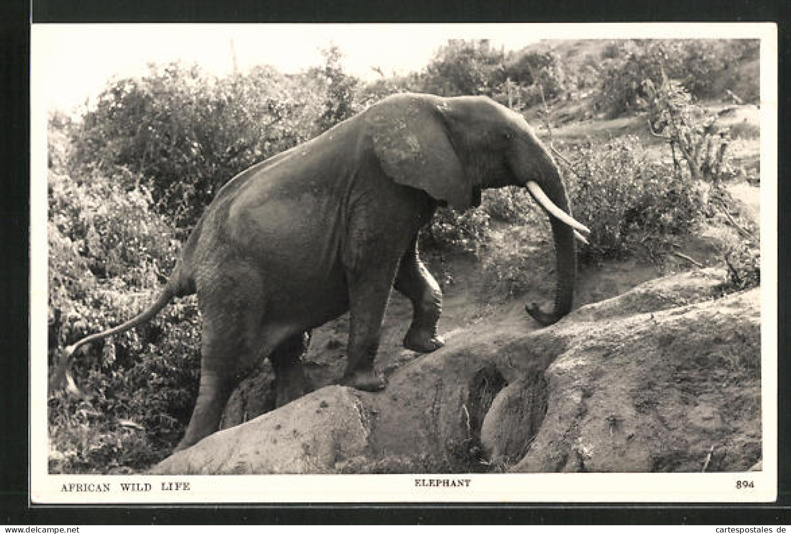 AK Afrikanischer Elefant Bewegt Sich Einen Hang Hinauf  - Elephants