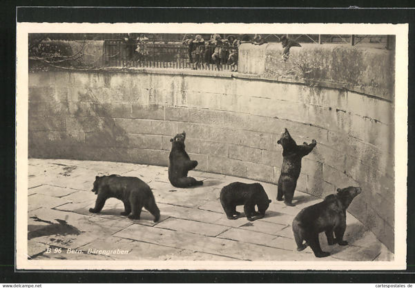 AK Bern, Blick In Den Bärengraben  - Bears