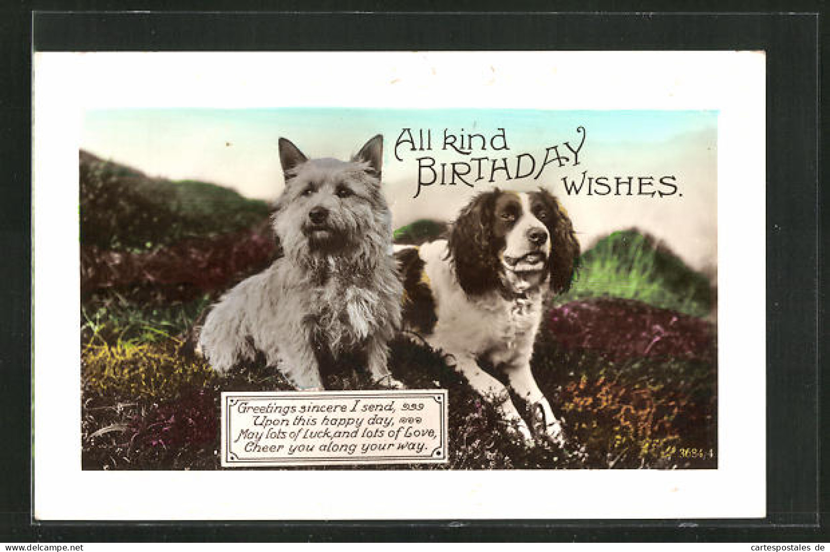 Präge-AK Terrier Und Spaniel Sitzen Auf Einer Wiese, Geburtstagsgruss  - Honden