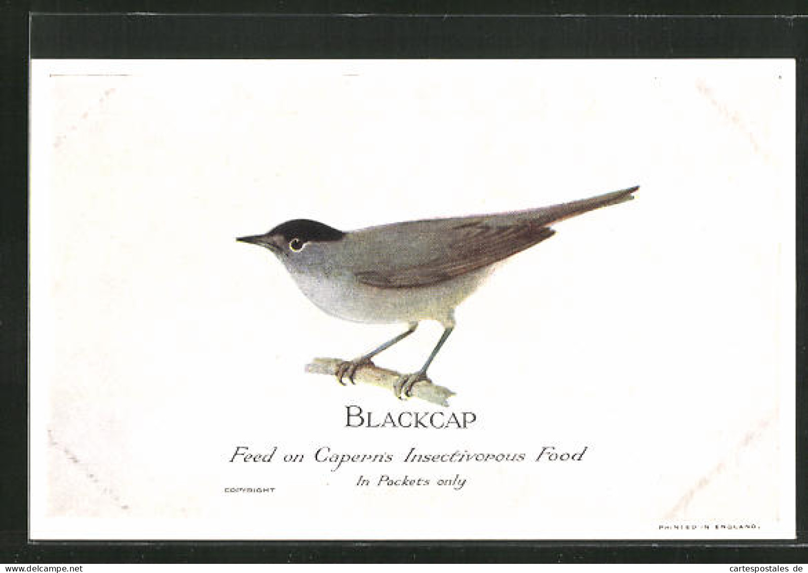 AK Blackcap, Schwarzkappe, Reklame Für Capern`s Insectivorous Food  - Vogels