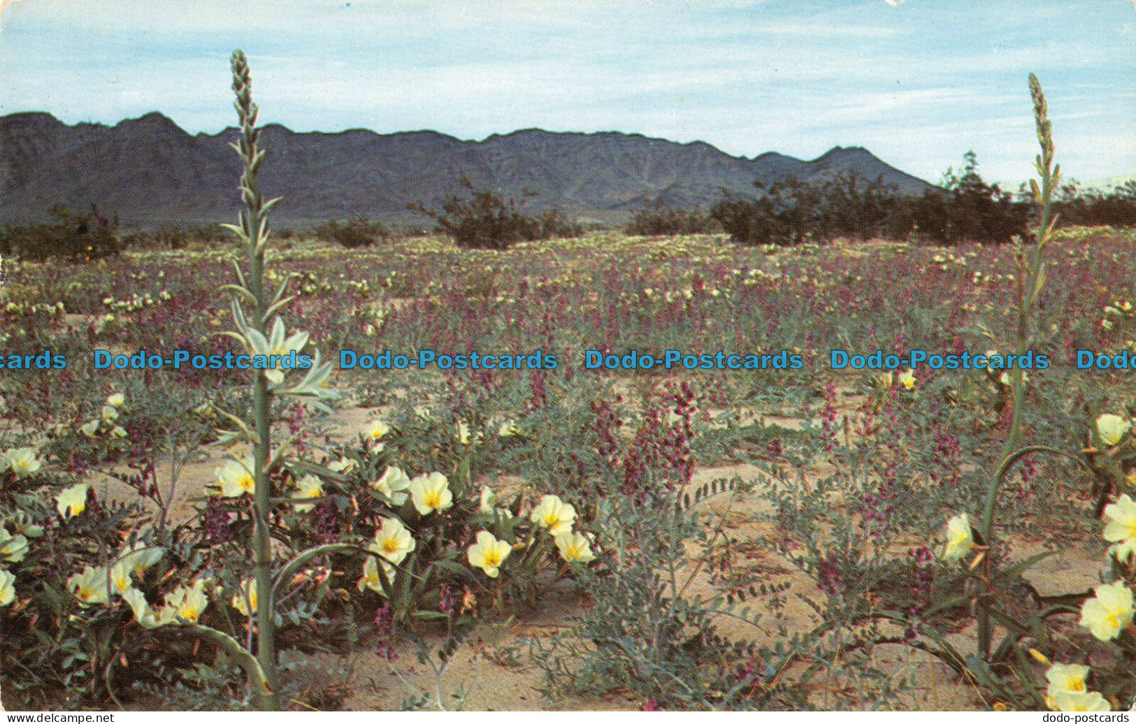 R090309 Desert In Bloom. Columbia. Wholesale Supply - World