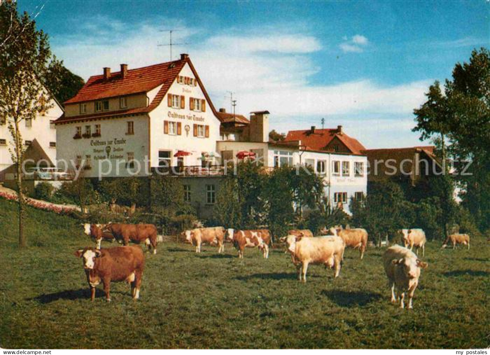 72919586 Winterkasten Lindenfels Gasthaus Pension Zur Traube Viehweide Kuehe Lin - Sonstige & Ohne Zuordnung