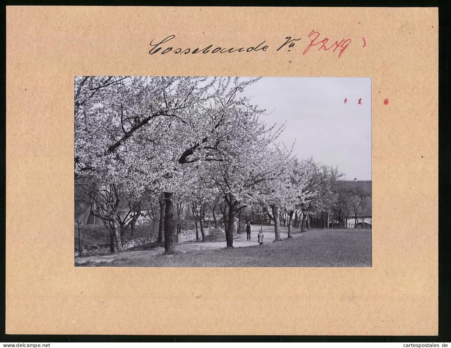 Fotografie Brück & Sohn Meissen, Ansicht Cossebaude, Blick Auf Eine Allee In Der Baumblüte  - Lieux