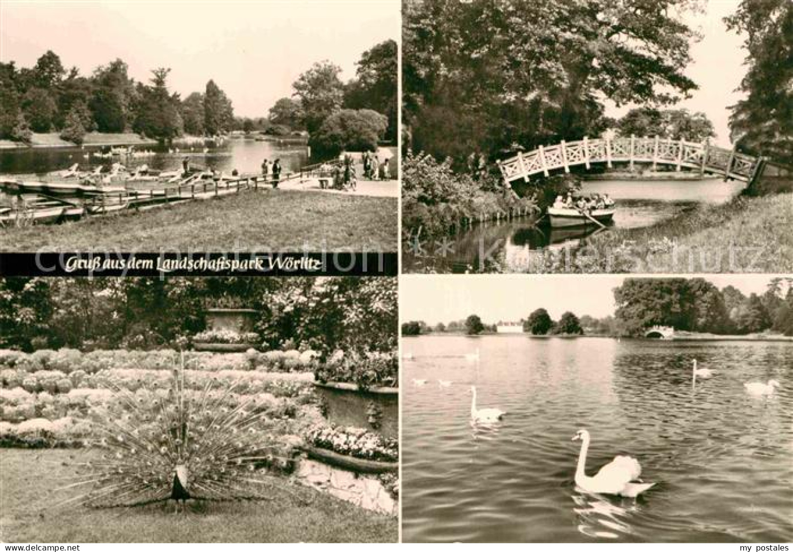 72915358 Woerlitz Landschaftspark Brueckchen Pfau Schwaene Woerlitz - Sonstige & Ohne Zuordnung