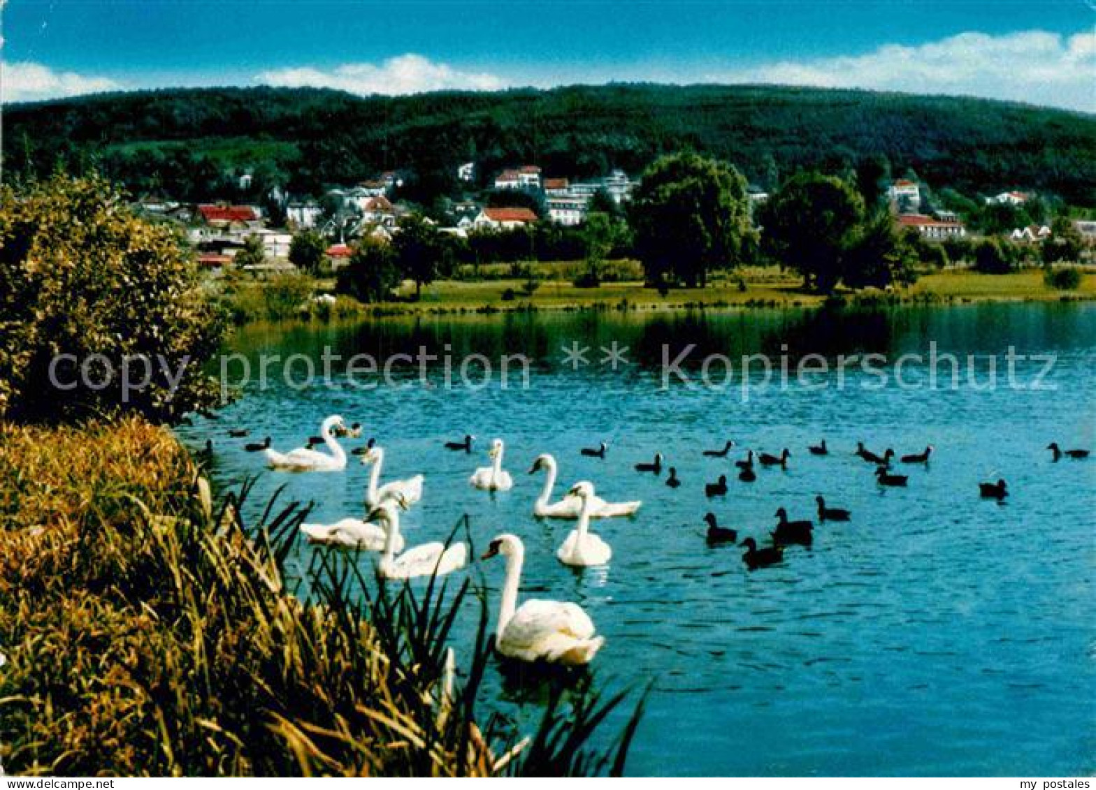 72915120 Bad Koenig Odenwald Kurpark See Schwaene Enten Bad Koenig - Bad Koenig