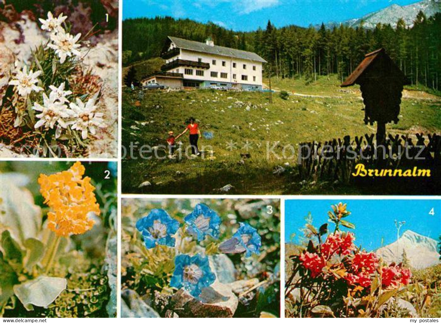 72913910 Gross Veitsch Brunnalm Edelweiss Enzian Almrausch Petergstamm Gross Vei - Sonstige & Ohne Zuordnung