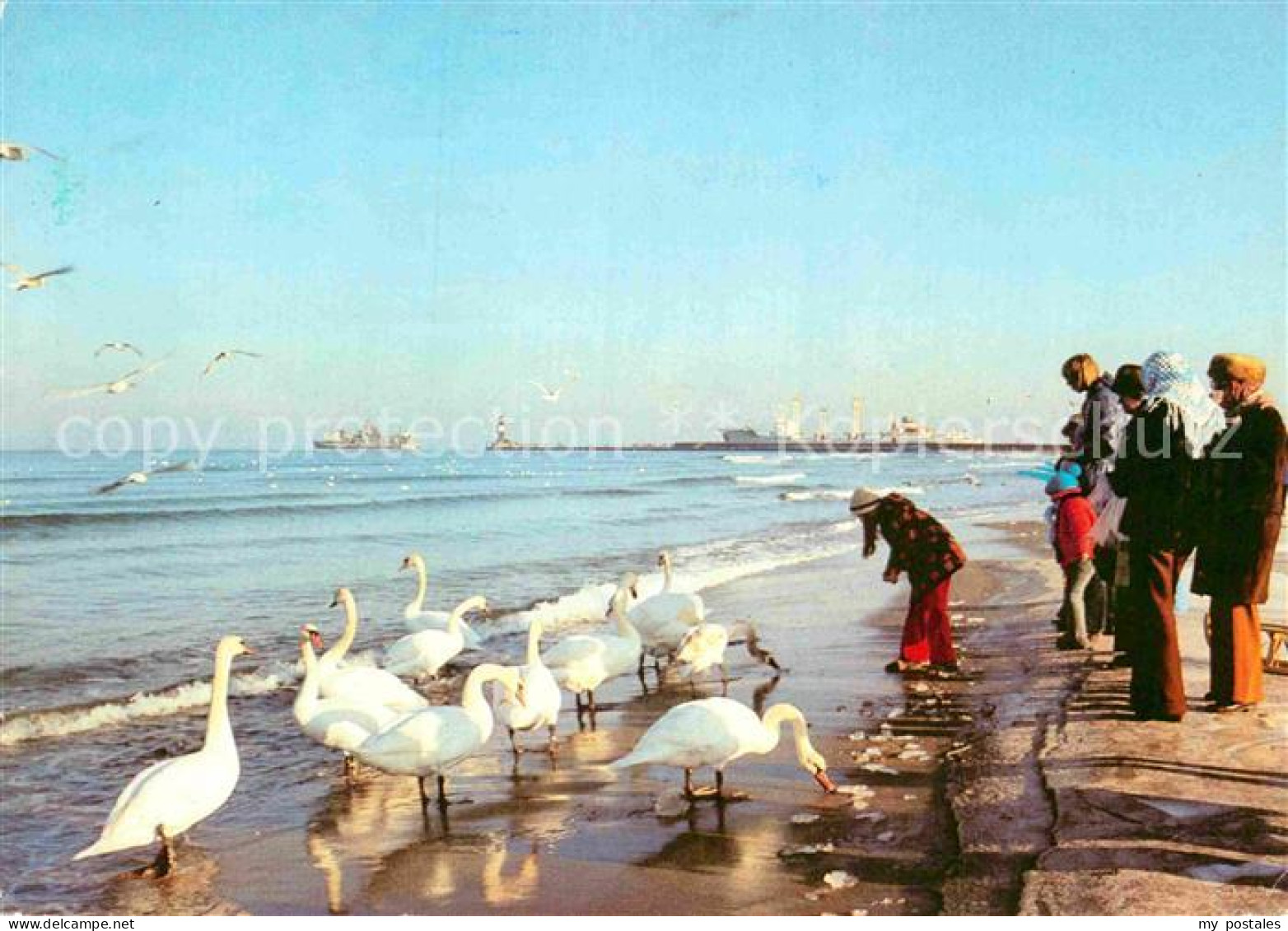 72913761 Warnemuende Ostseebad Winter Am Strand Schwaene Rostock - Rostock