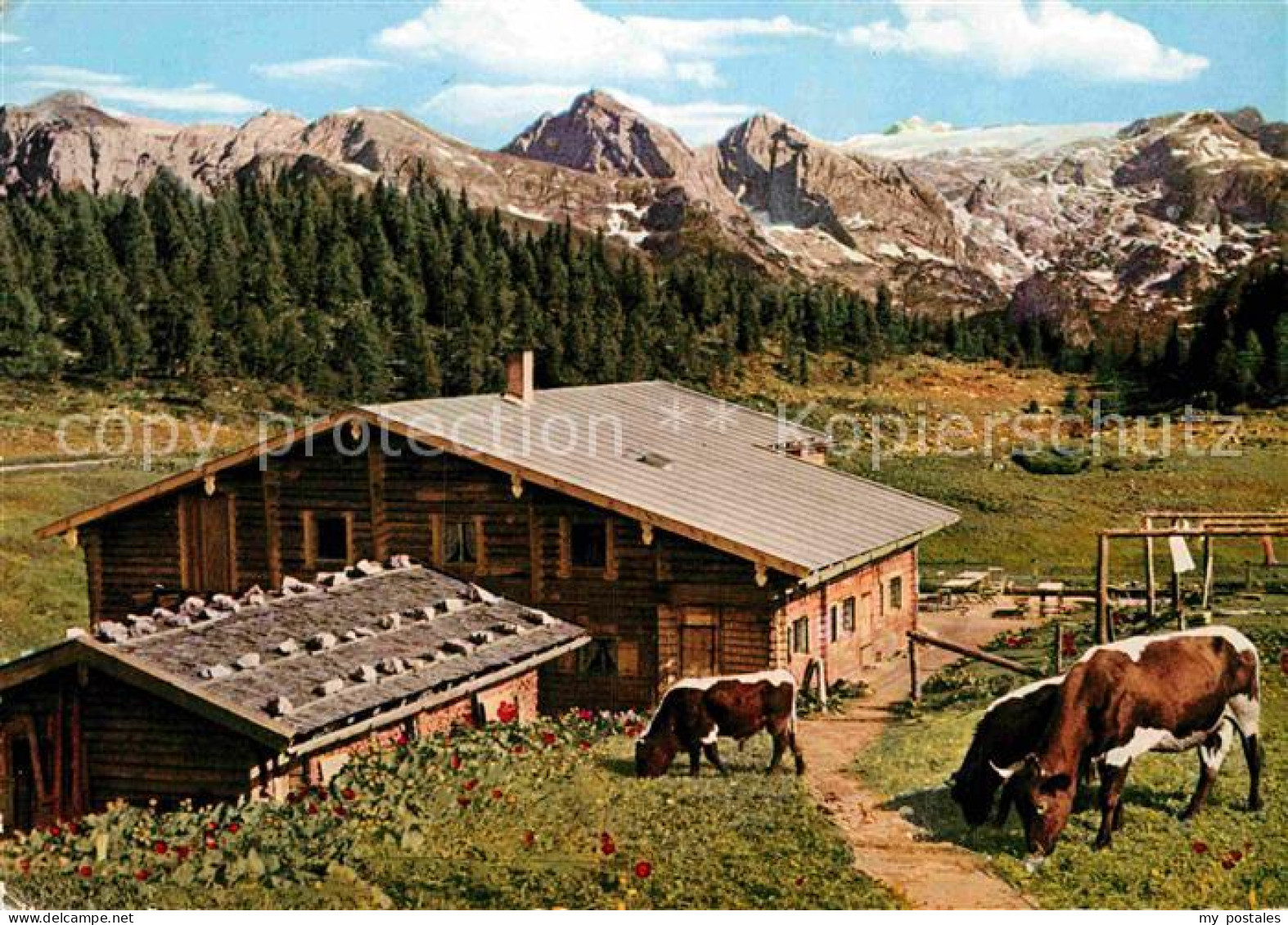 72913655 Koenigsee Berchtesgaden Berggaststaette Springkasen Gotzenalm Kuehe Koe - Berchtesgaden