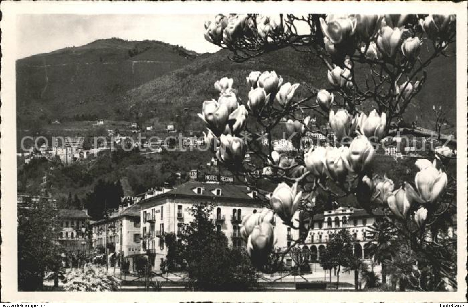 12046076 Locarno TI Baumbluete  - Sonstige & Ohne Zuordnung