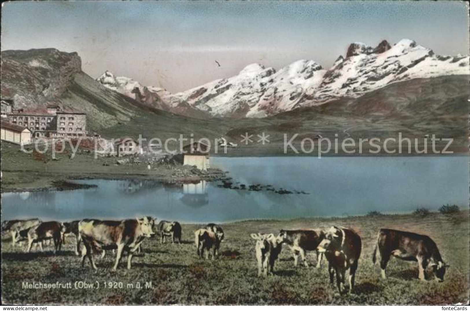 12043386 Frutt Melchsee Kurhotel Reinhard Kuehe Alpenpanorama Melchsee-Frutt - Autres & Non Classés