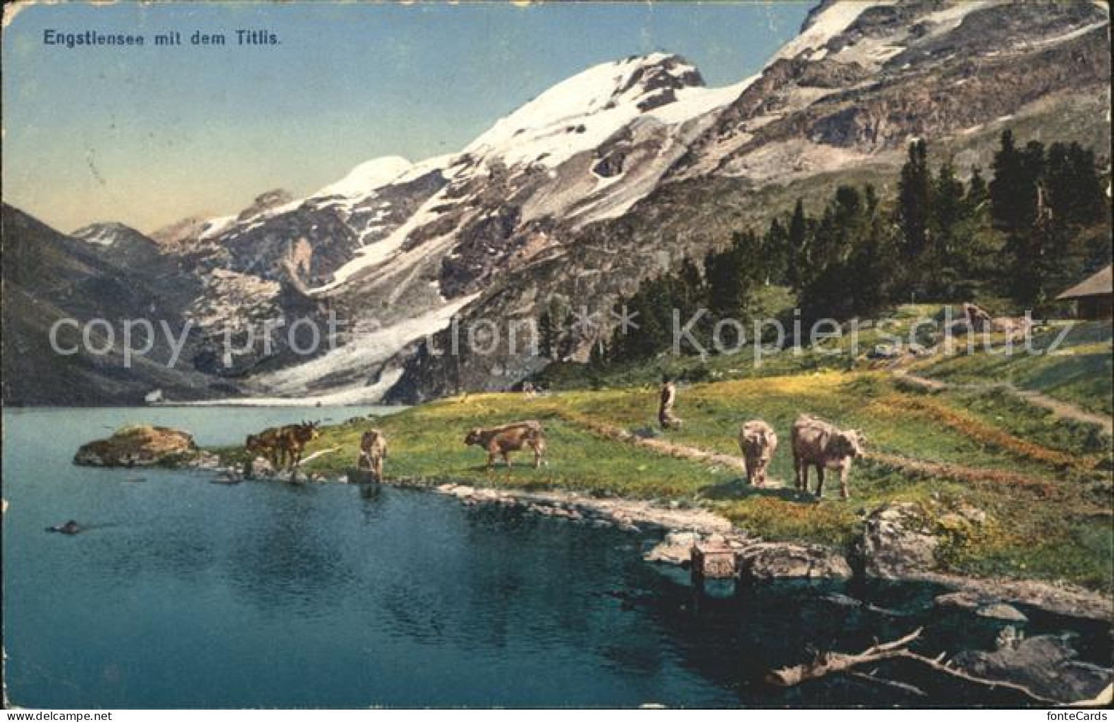 12042526 Engstlensee Stausee Mit Titlis Kuehe Urner Alpen Innertkirchen - Autres & Non Classés