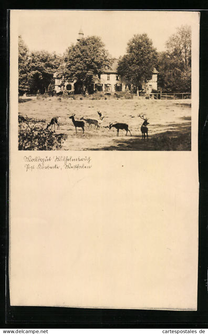 Foto-AK Körbecke, Waldgut Wilhelmsruh Mit Rehen Ca. 1935  - Autres & Non Classés