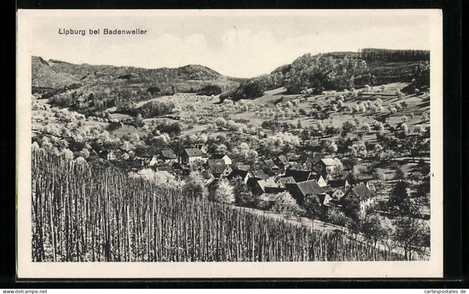 AK Lipburg Bei Badenweiler, Totale Vom Berg Aus Gesehen  - Badenweiler