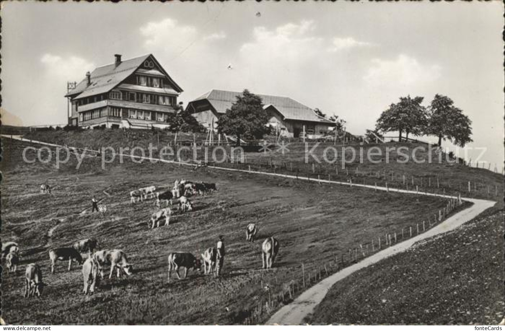 12012616 Wald ZH Gasthaus Kurhaus Alp Scheidegg Kuehe Wald ZH - Sonstige & Ohne Zuordnung