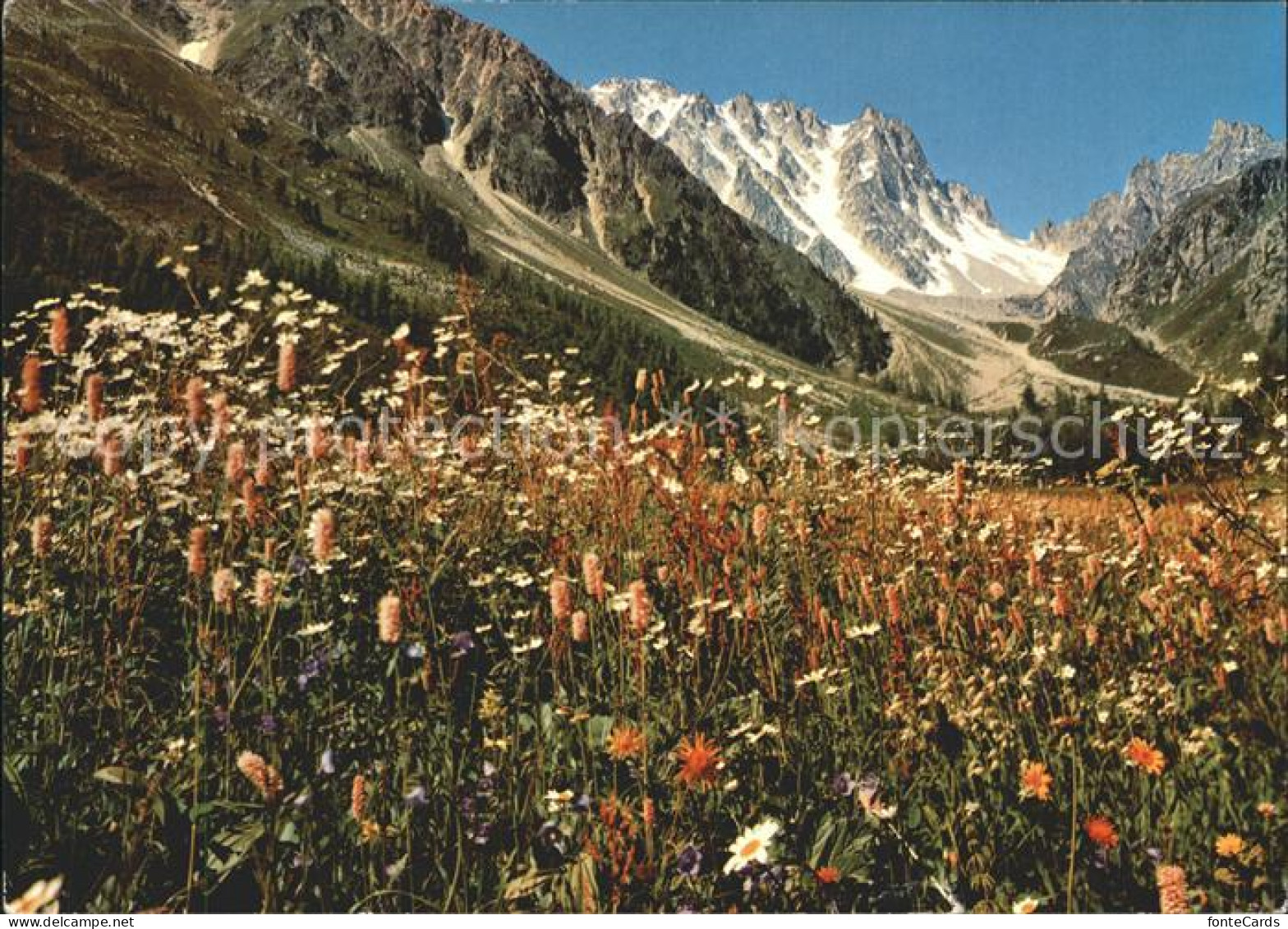 11980606 Champex-Lac Val Arpettaz Pointe Orny Ecandies Champex-Lac - Andere & Zonder Classificatie