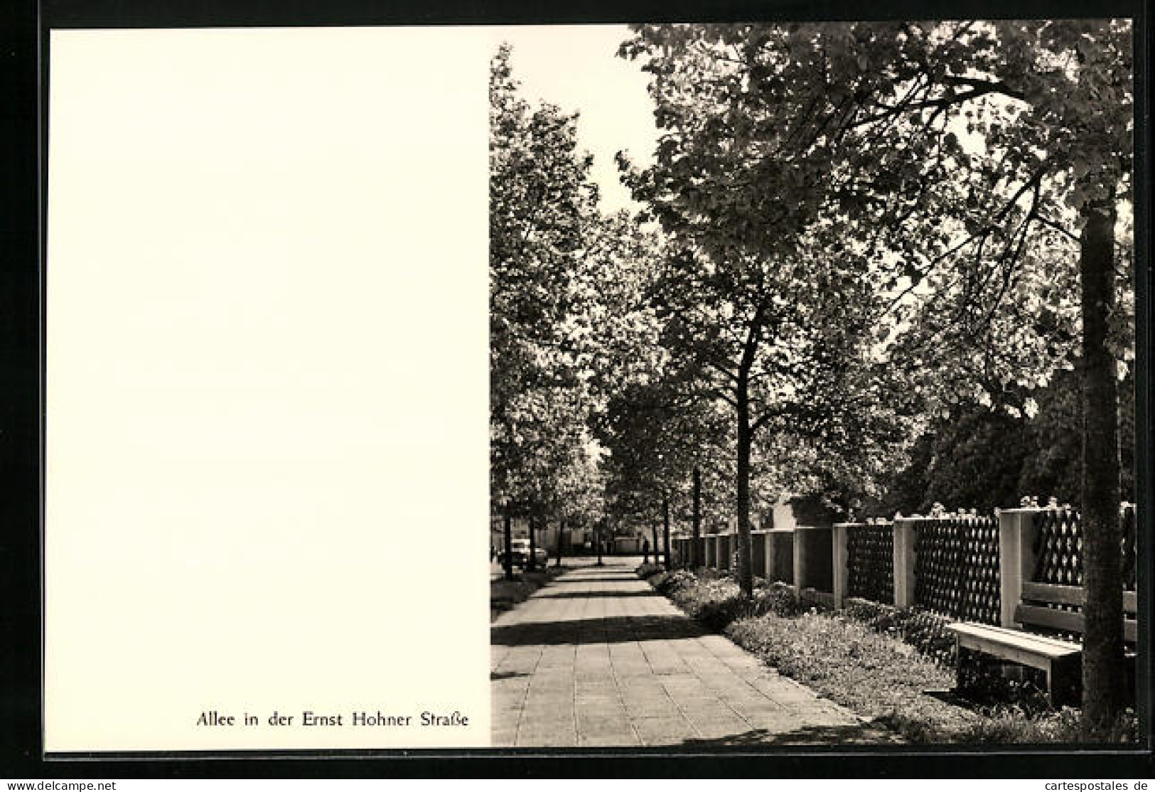 AK Trossingen, Allee In Der Ernst Hohner Strasse  - Trossingen