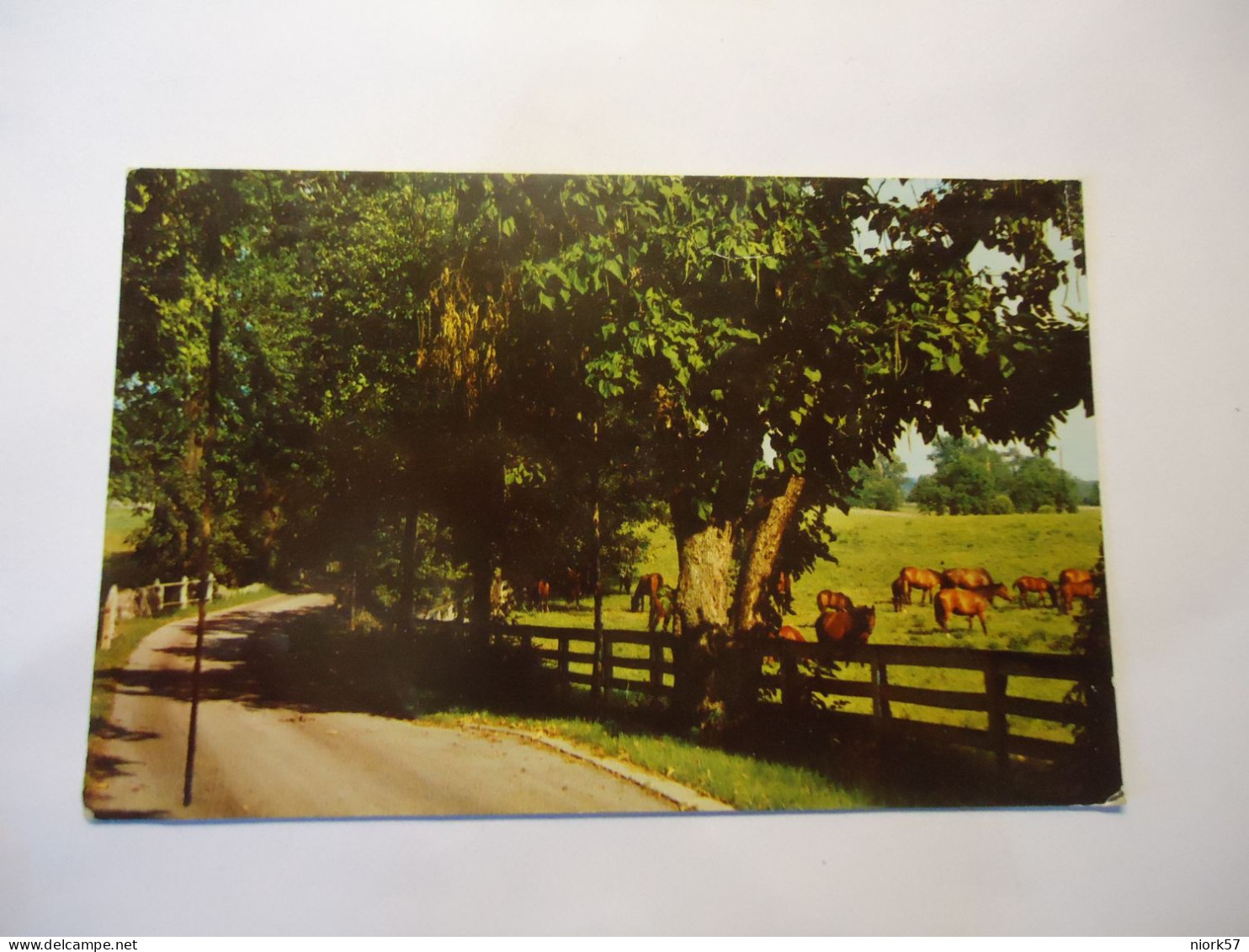 UNITED STATES    POSTCARDS  1957 HORSE BREEDING FARM - Caballos