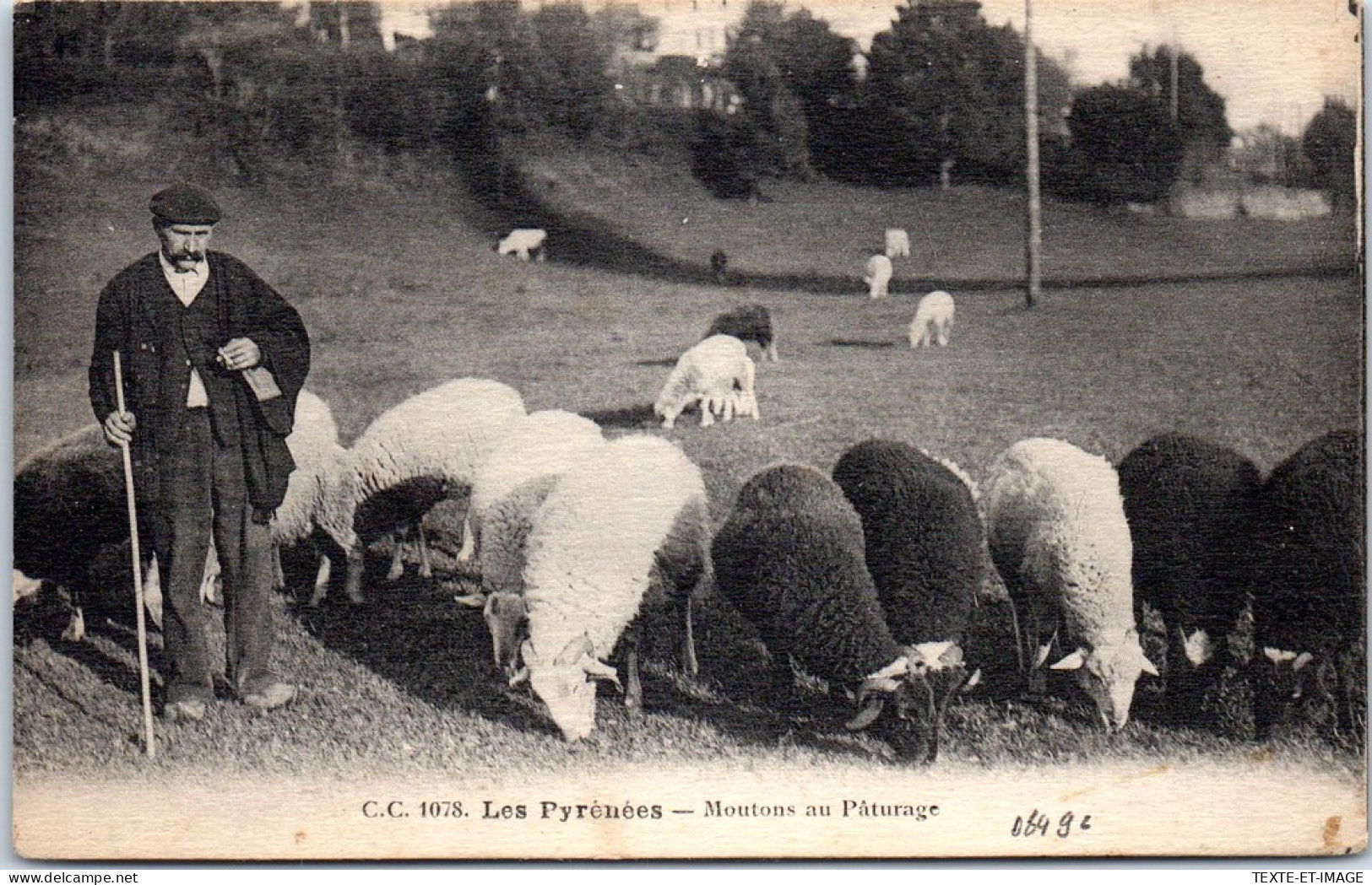 64 Les Pyrenees, Moutons Au Paturage. - Andere & Zonder Classificatie