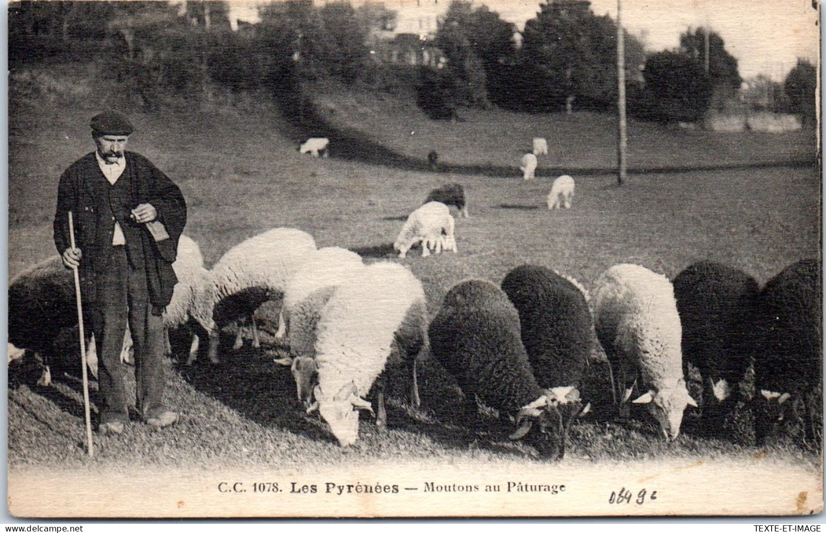 64 Les Pyrenees, Moutons Au Paturage. - Autres & Non Classés