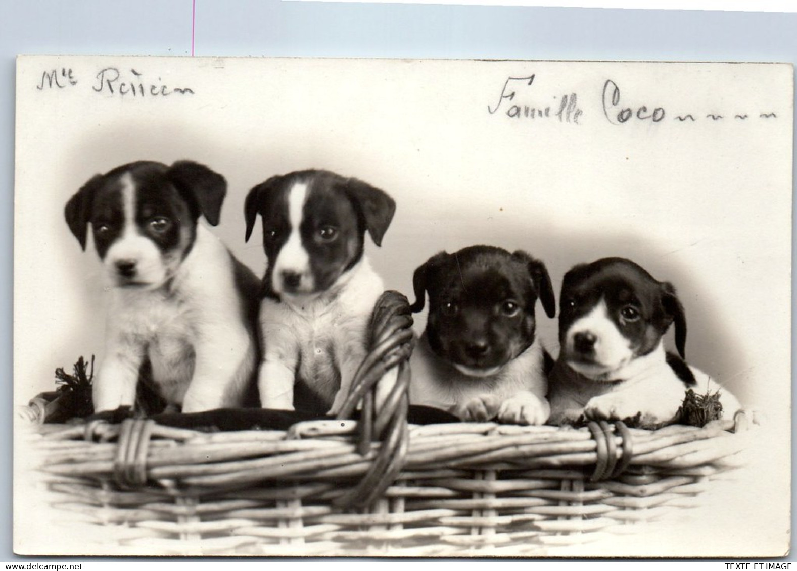 THEMES - ANIMAUX - CARTE PHOTO De 4 Chiots  - Other & Unclassified