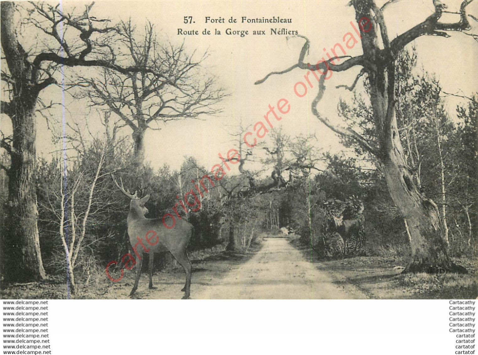 77.  Forêt De FONTAINEBLEAU .  Route De La Gorge Aux Néfliers . - Fontainebleau