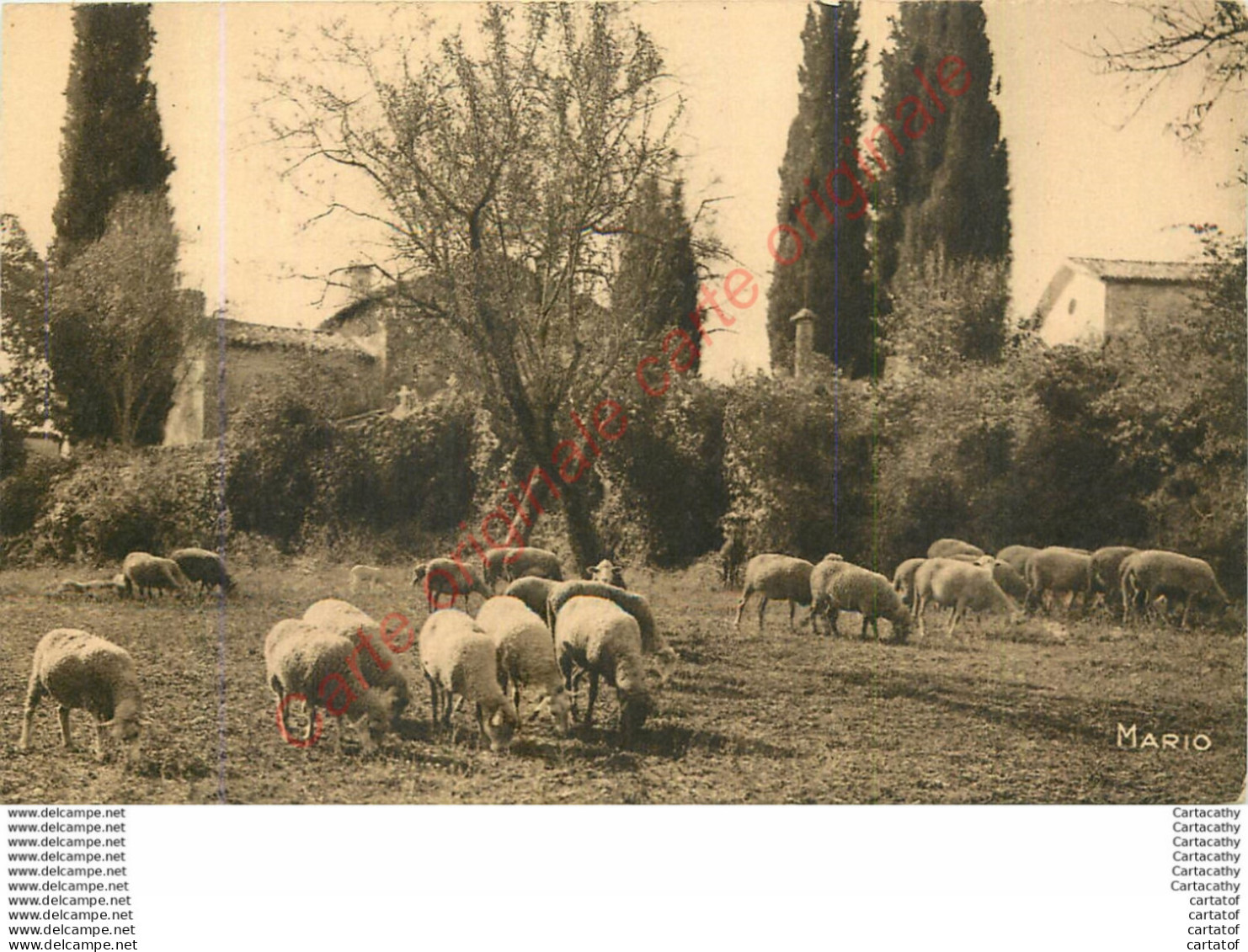 04.  DIGNE LES BAINS . GAUBERT . Pâturage . - Digne