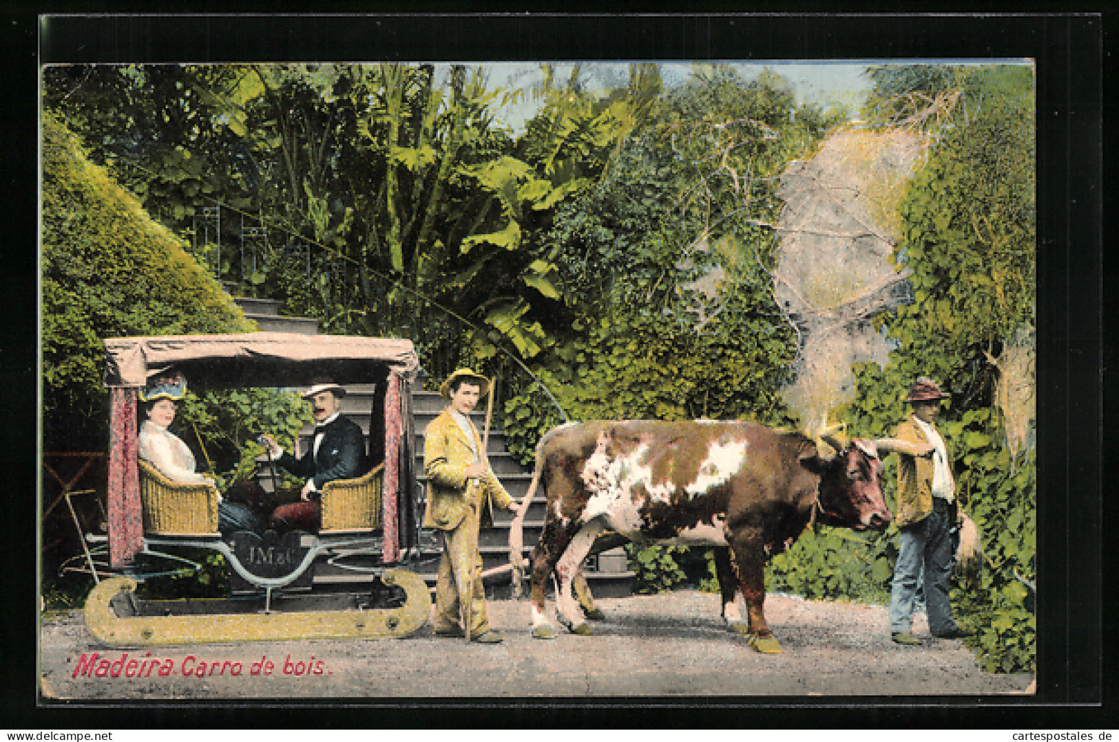 AK Madeira, Carro De Bois - Gespann  - Koeien