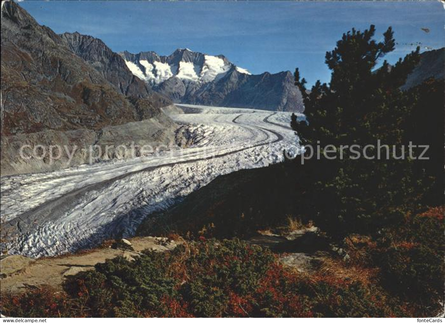 11886406 Aletschgletscher Mit Aletschwald Und Wannenhorn Aletschgletscher - Andere & Zonder Classificatie