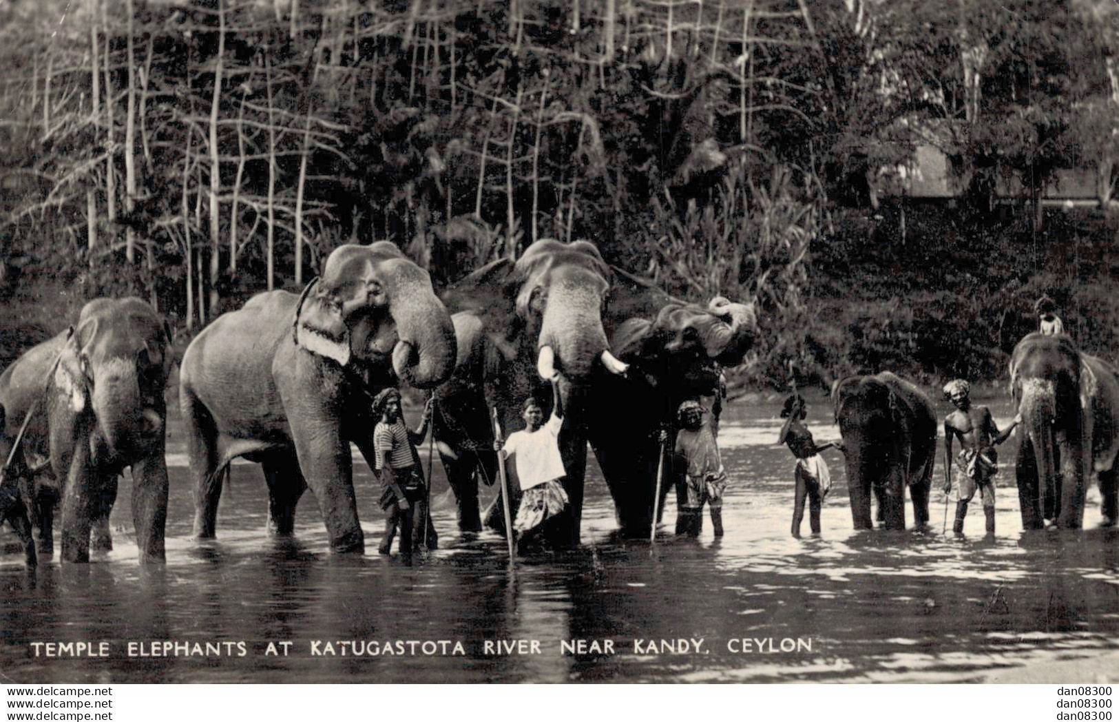 TEMPLE ELEPHANTS AT KATUGASTOTA RIVER NEAR KANDY CEYLON - Sri Lanka (Ceylon)