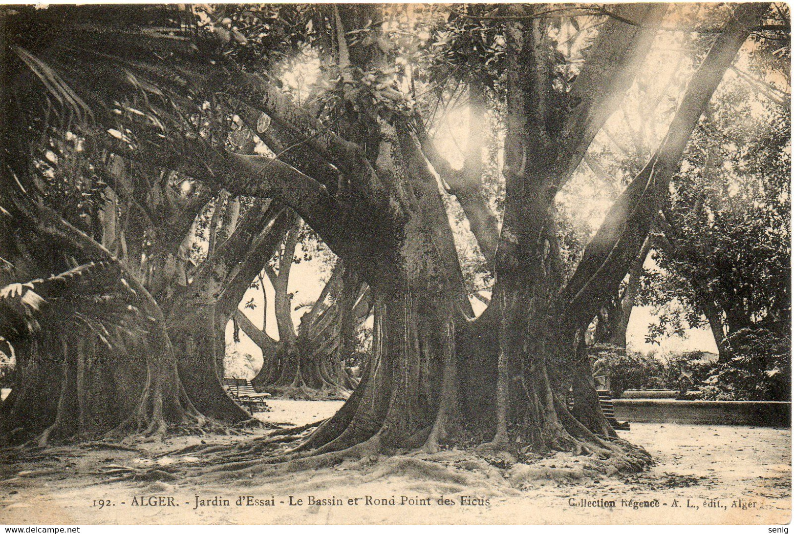 ALGERIE - ALGER - 192 - Le Jardin D'Essai Bassin Rond Point Des Ficus - Collection Régence A. L. édit. Alger (Leroux) - - Algerien