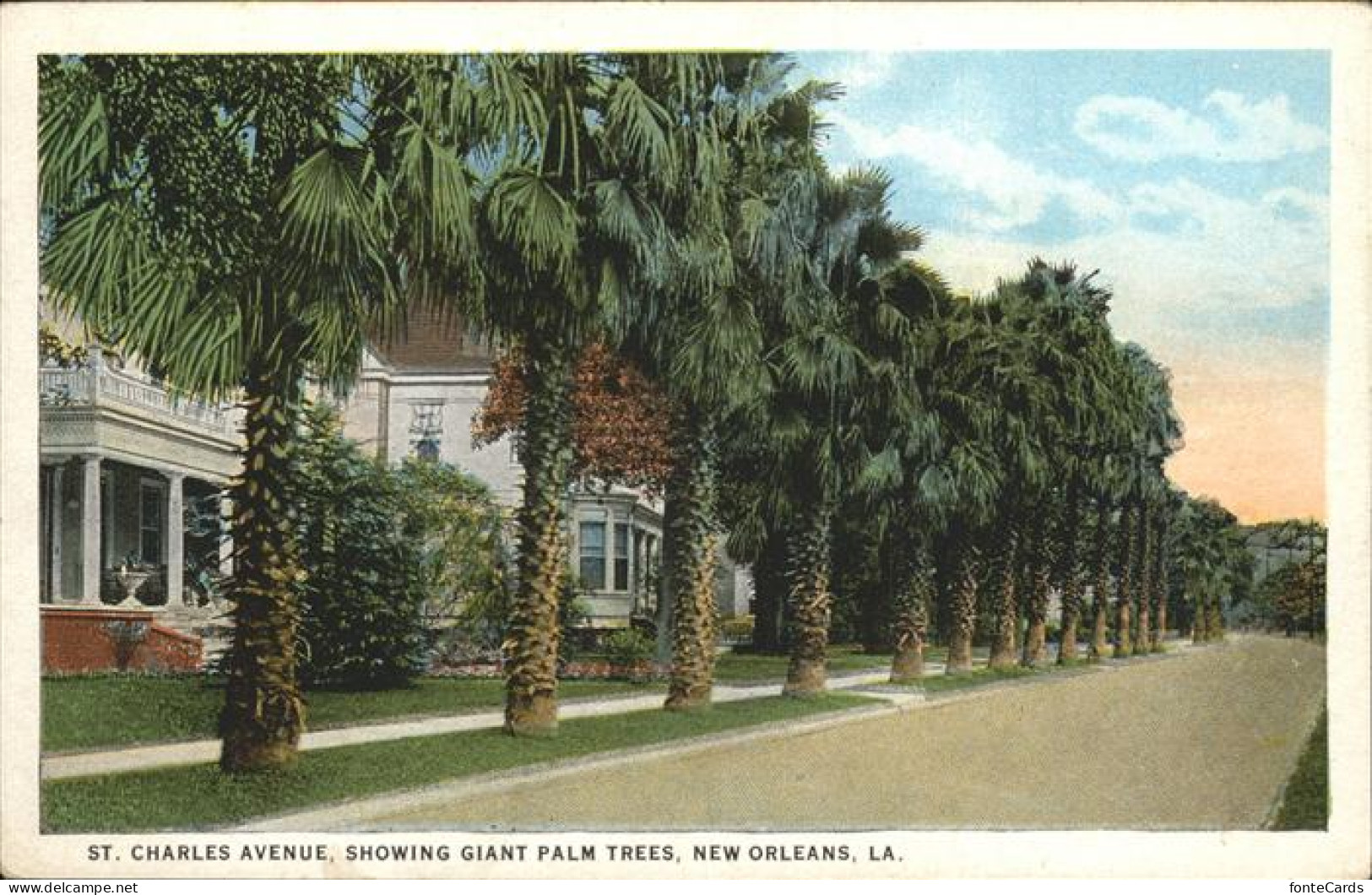 11320868 New_Orleans_Louisiana St: Charles Avenue Giant Palms - Autres & Non Classés